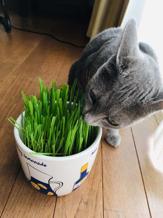  シシちゃん  ロシアンブルー