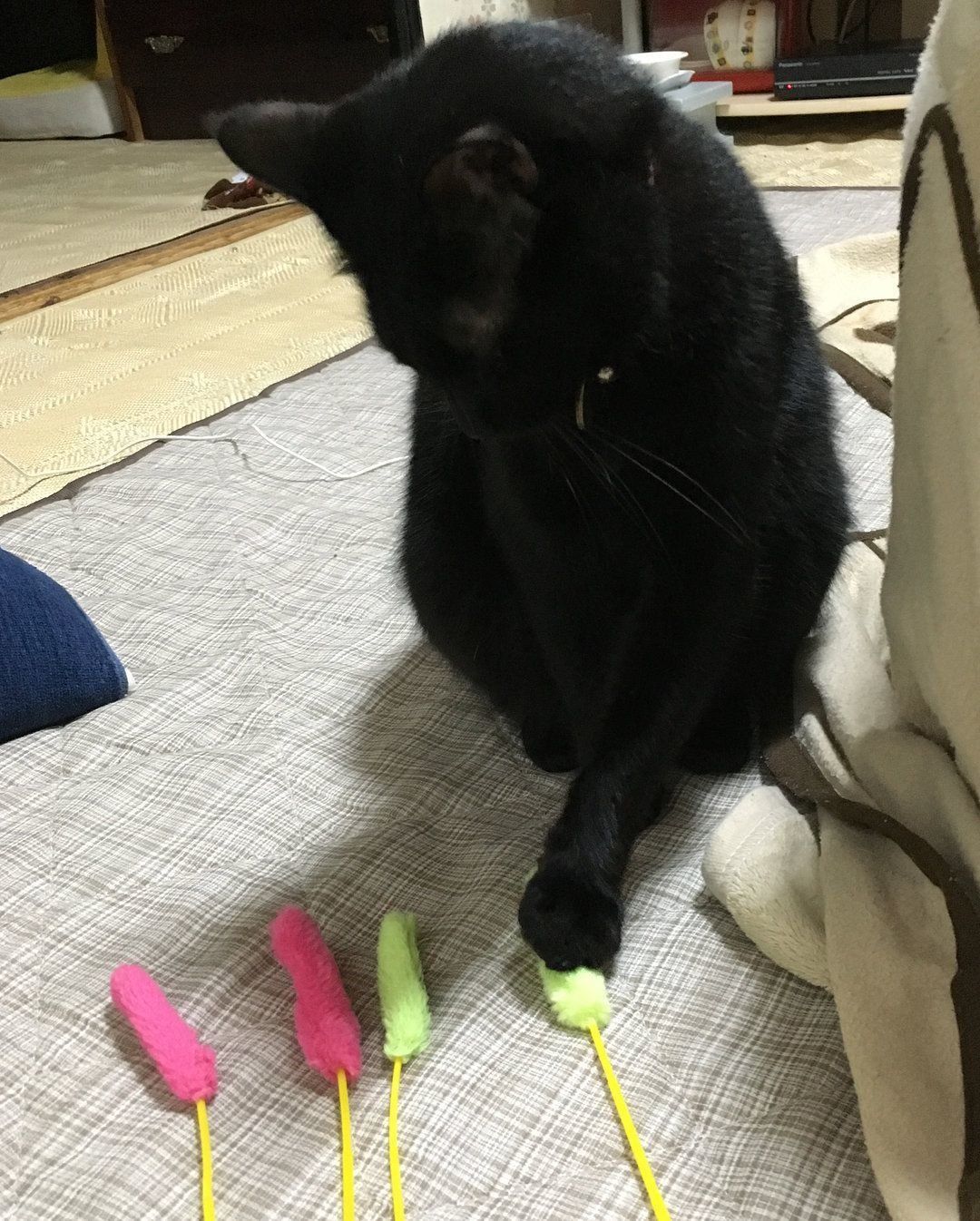 黄色に決めた♡スピカくん