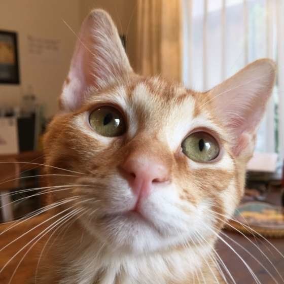 くりくりお目めの茶トラ