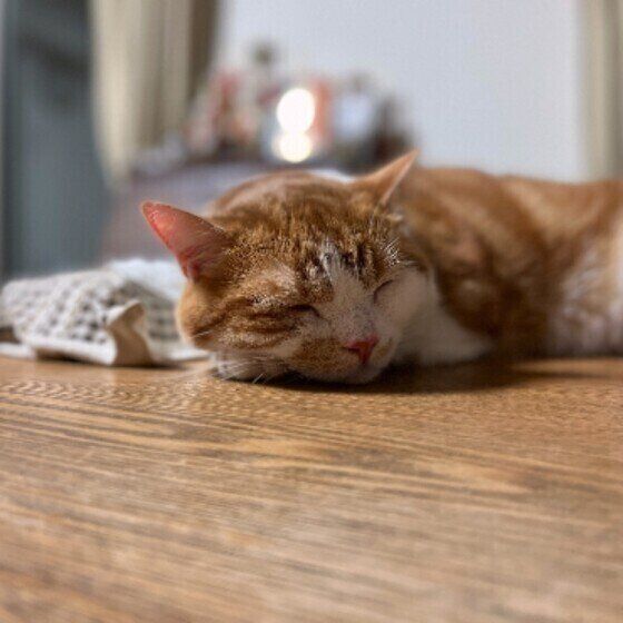 眠るアメリカンショートヘア