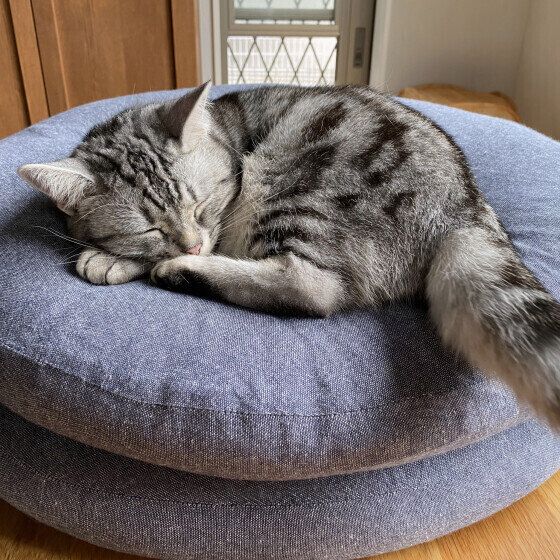 アメリカンショートヘアのまくりちゃん♪