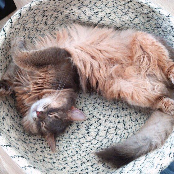 ソマリのかがりちゃん