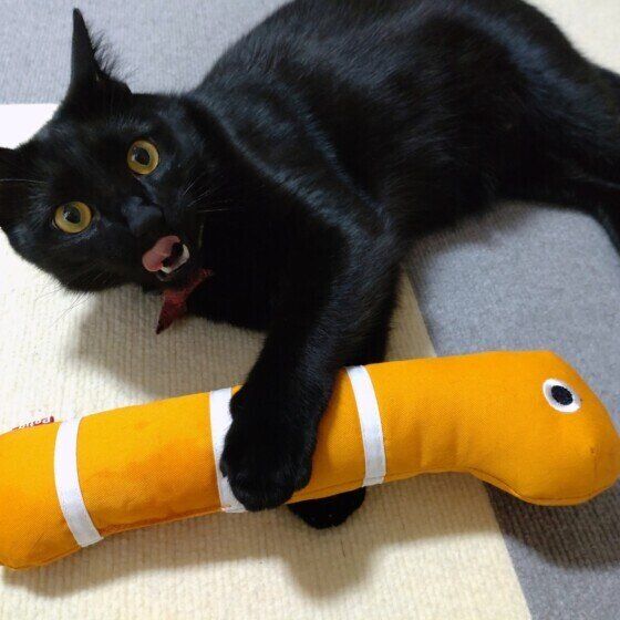 黒猫のロコちゃん