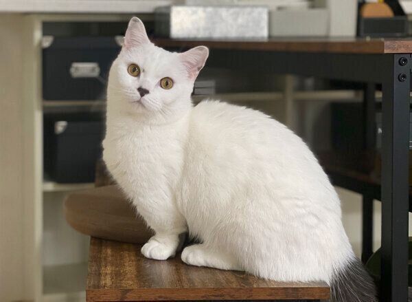 見つめるまおくん