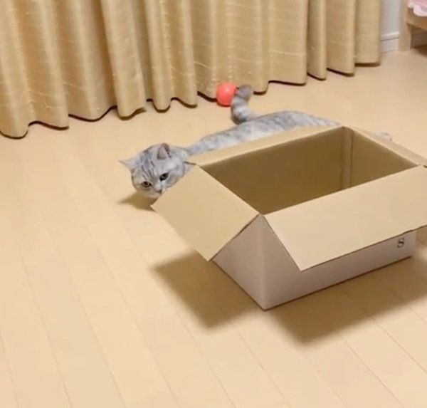 何かが見えているセルカークレックス