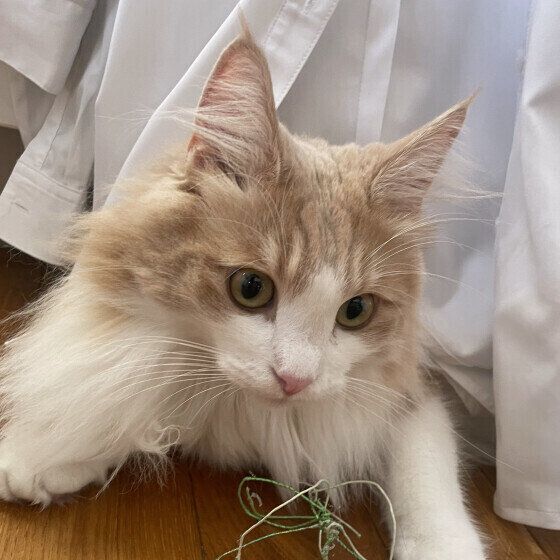 ノルウェージアンフォレストキャットのルイくん