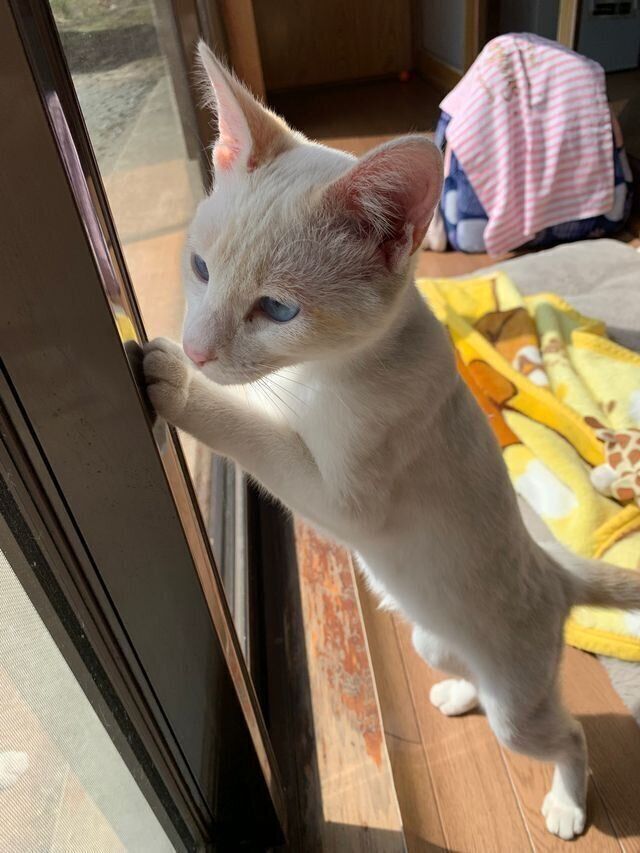 白っぽかった毛色から、やさしいベージュ色へ。