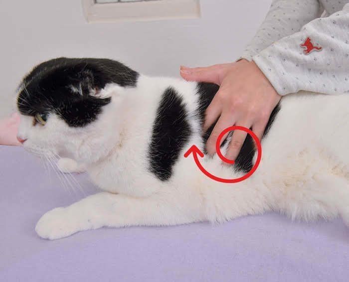 肋骨をマッサージされる猫