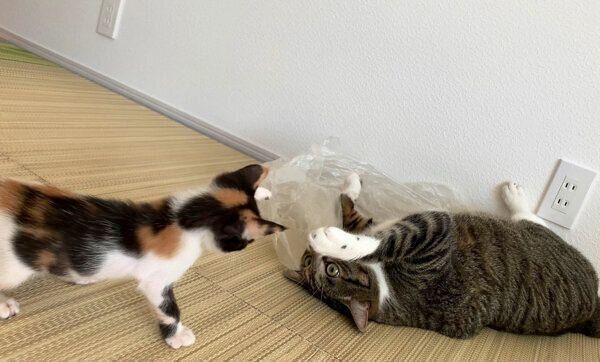 じゃれ合う金時くん、ふうちゃん