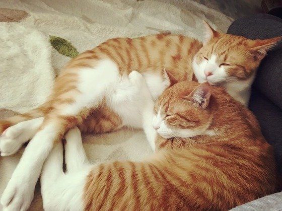 ねこのきもち投稿写真ギャラリー