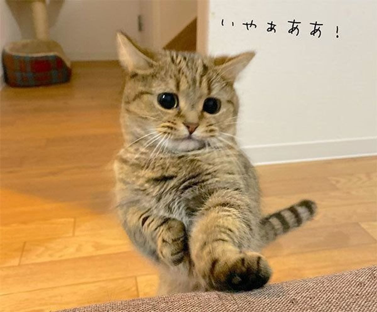爪が伸びたね 切ろうね と猫に言ってみたら 可愛い反応を見せて話題に ねこのきもちweb Magazine 爪が伸びたね 切ろうね と猫に言ってみたら 可愛い反応を見せて話題に ねこのきもちweb Magazine