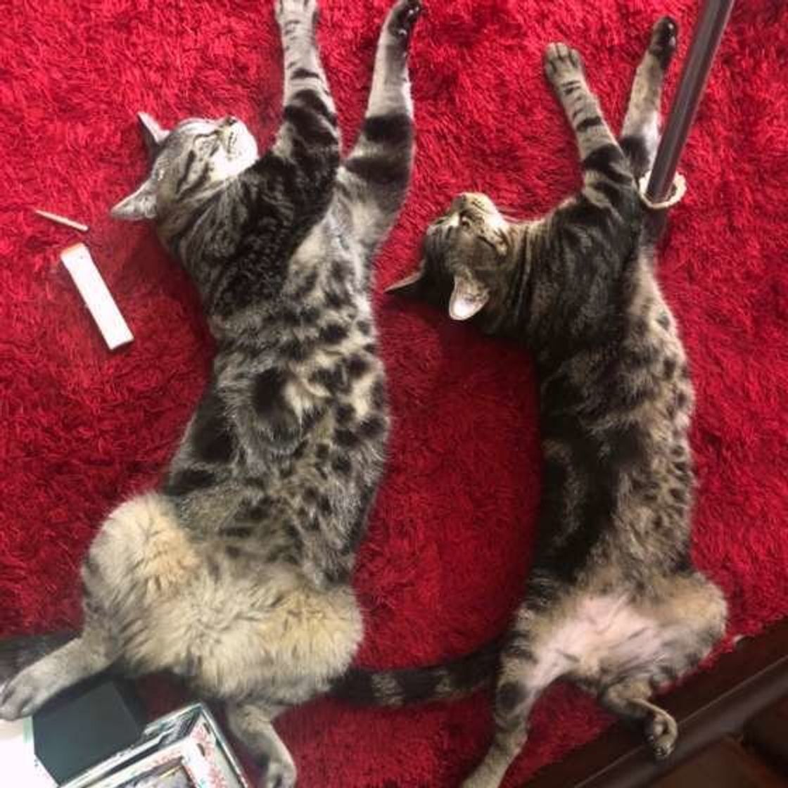 猫の まんぷく は人の 満腹 とは違う 猫の食事情 ねこのきもちweb Magazine 猫の まんぷく は人の 満腹 とは違う 猫の食事情 ねこのきもちweb Magazine