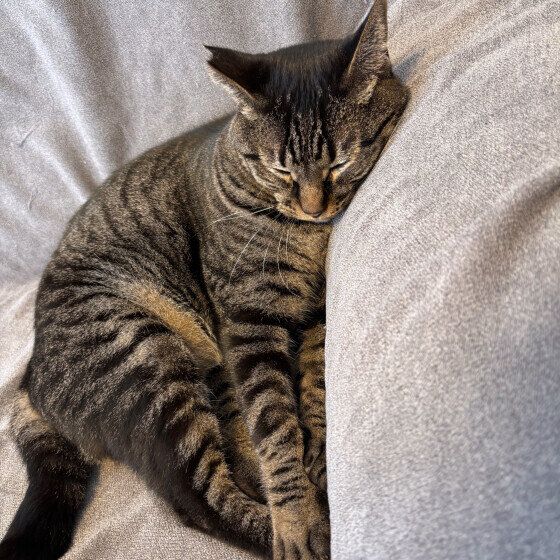ソファで寝るキジトラ猫