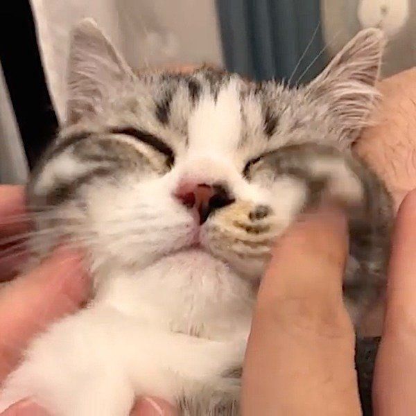 お顔のマッサージが気持ちよさそうなマンチカン