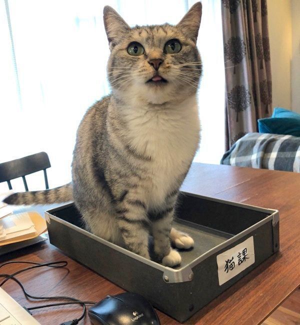 箱の中に入るサバ身ちゃん