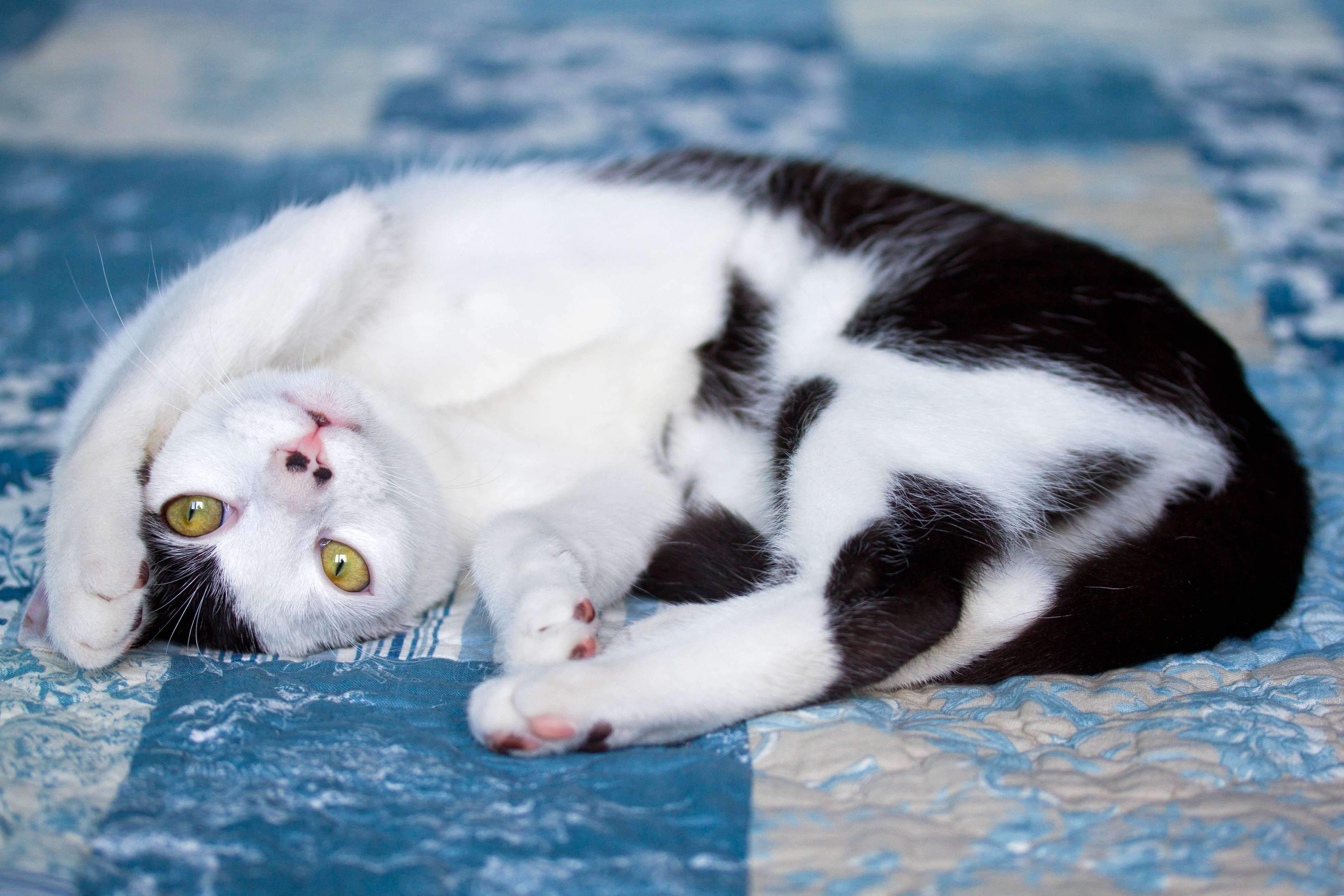 仰向けに寝転がる白黒猫