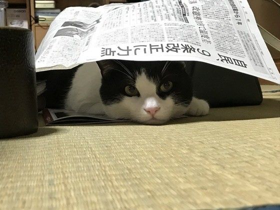 見つめるスコティッシュフォールド