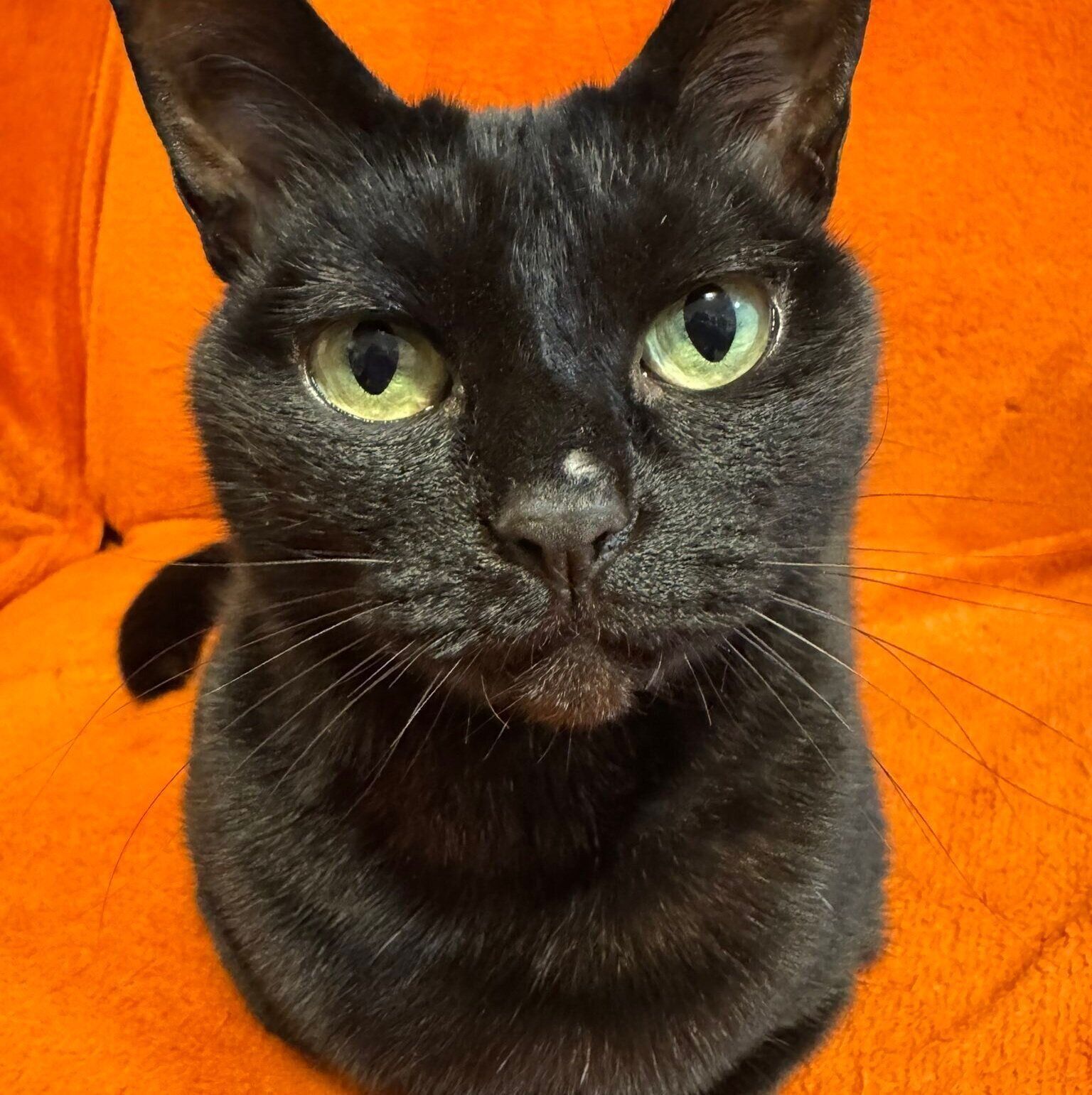 カメラ目線でたたずむあんずちゃん