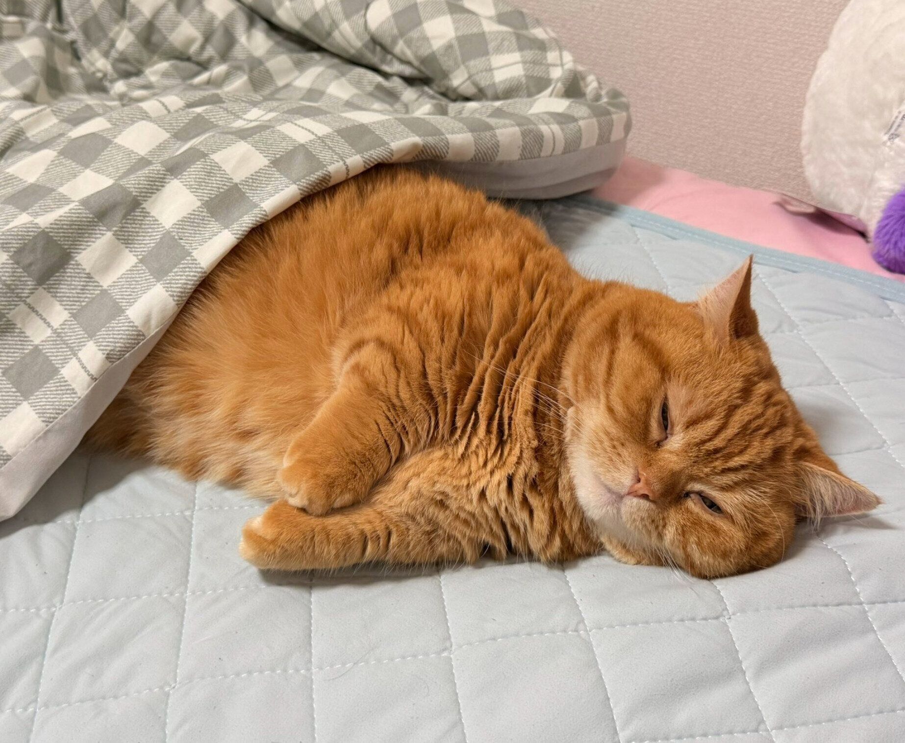 布団の中でくつろいでいたぷてぃこちゃん