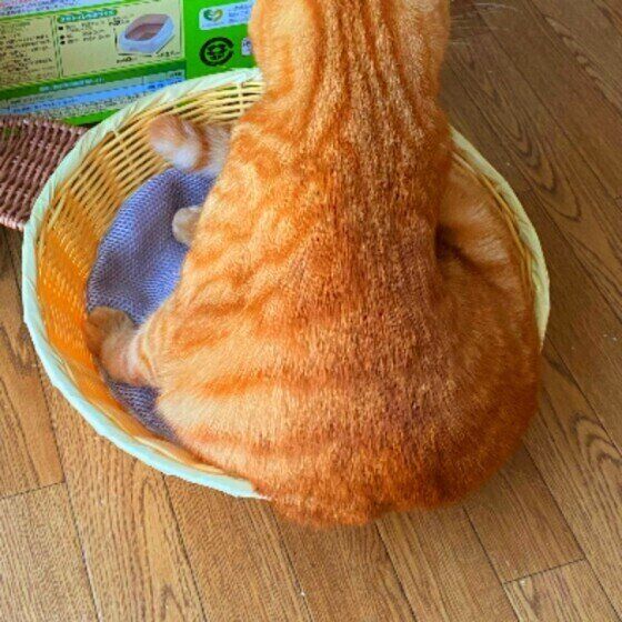 かごに入る猫（MIX、オス）