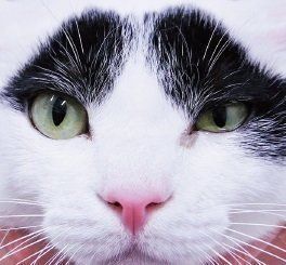 画像／2019年３月号「猫医療の現場から」