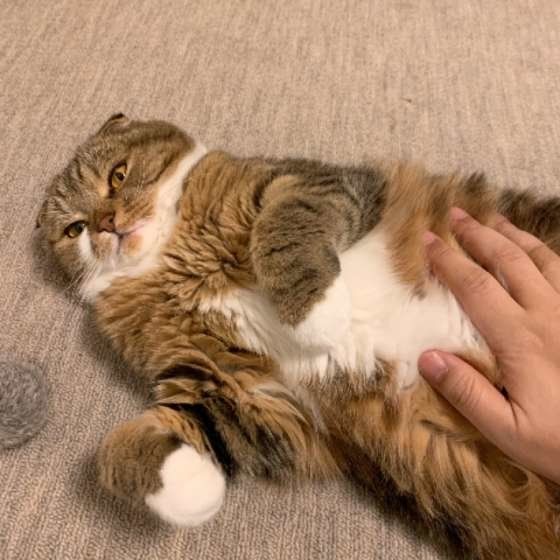 お腹を撫でられるスコティッシュフォールド