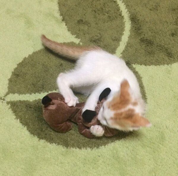 わんわんと遊ぶ子猫時代のむぎくん