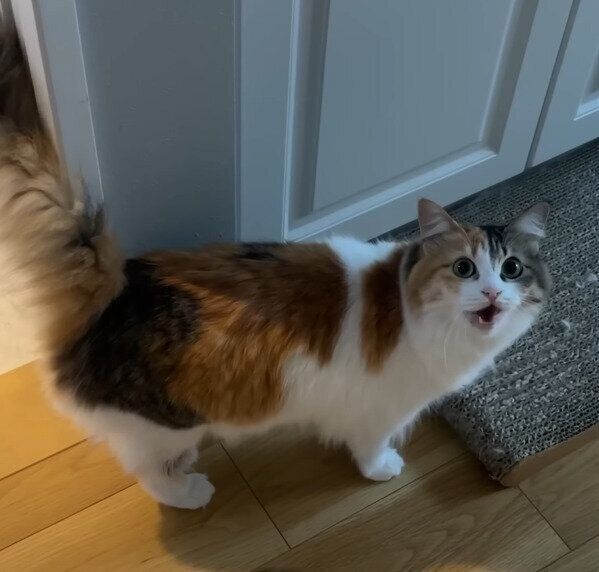 お風呂が好きな猫