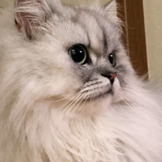 まんまるお目めのペルシャ