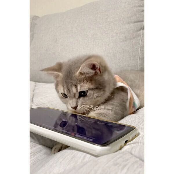 スマホの画面に映る“獲物”に興味津々なししゃもくん