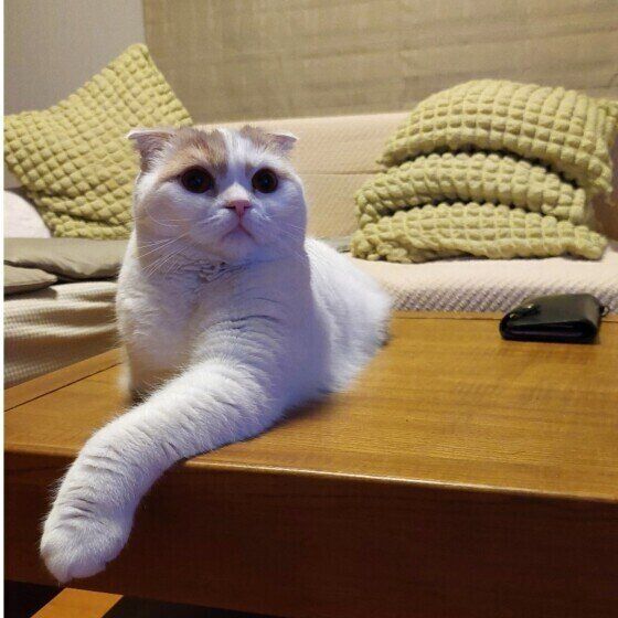 テレビに夢中なまろんちゃん