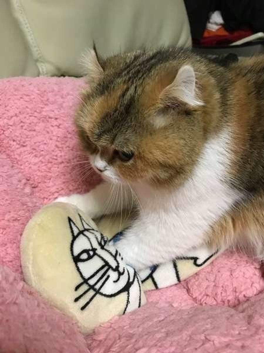 Llapihjru0efam Llapihjru0efam