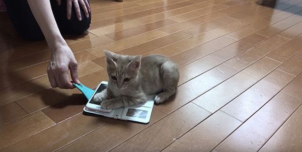 スマホで遊ぶ子猫