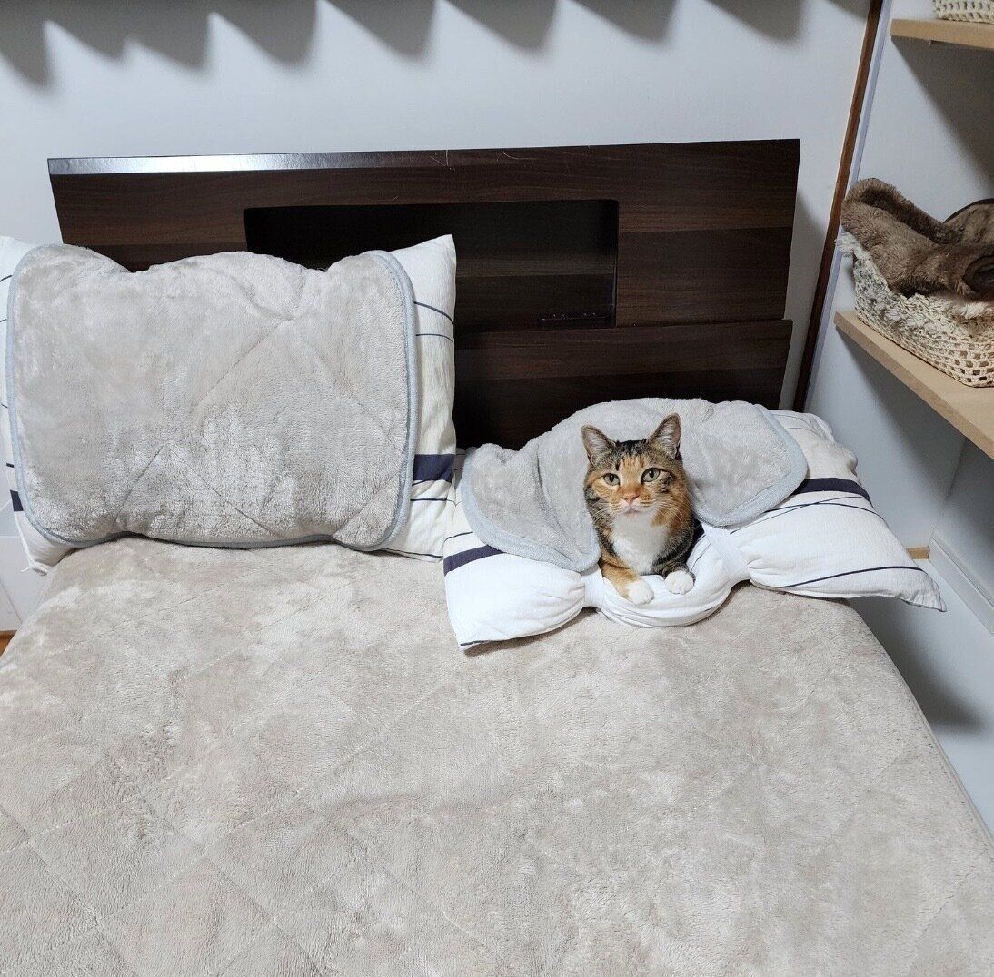 枕の上でくつろぐむぎちゃん