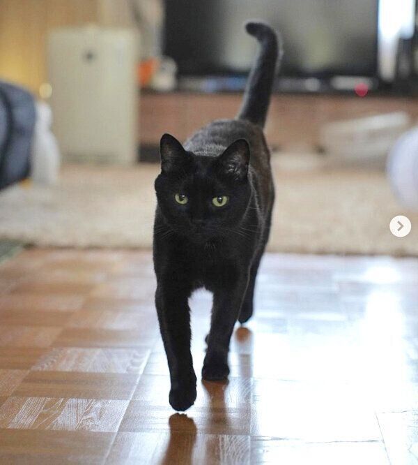 歩くオレオくん