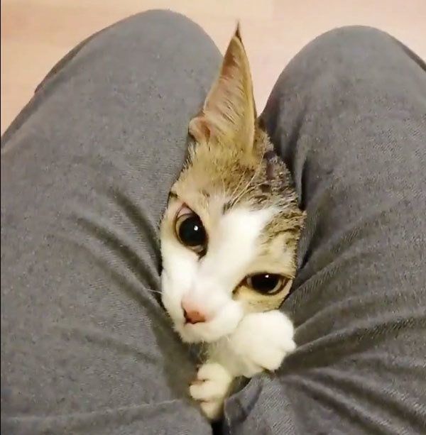 飼い主さんの太ももの間からひょっこりするなるちゃん