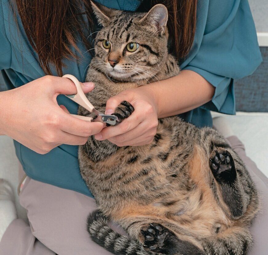仰向けで保定される猫