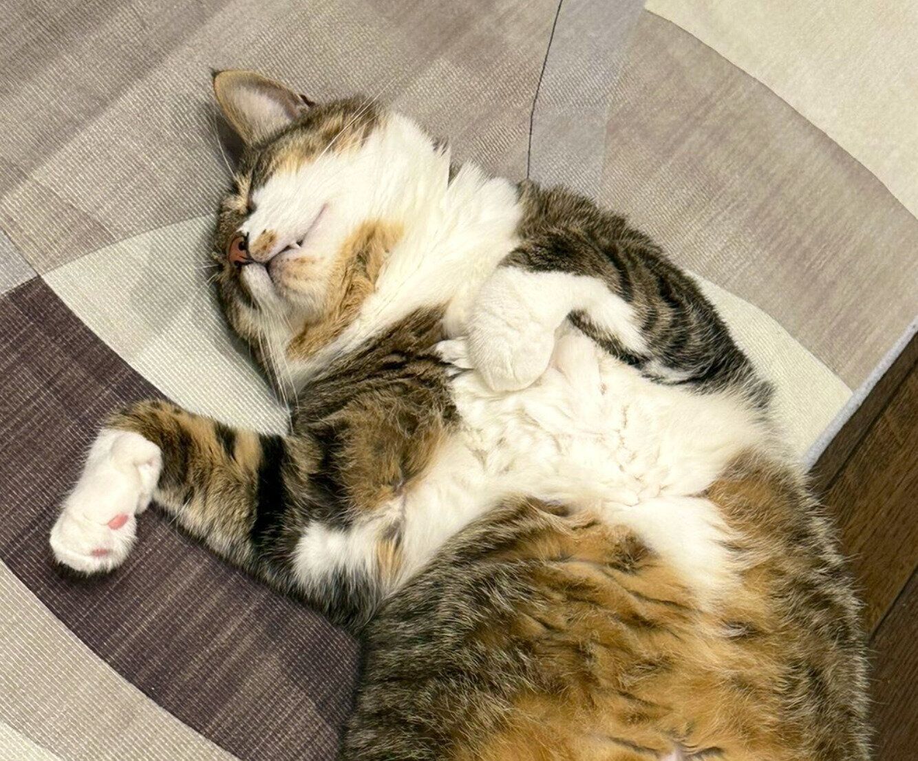 床でヘソ天するよもぎくん