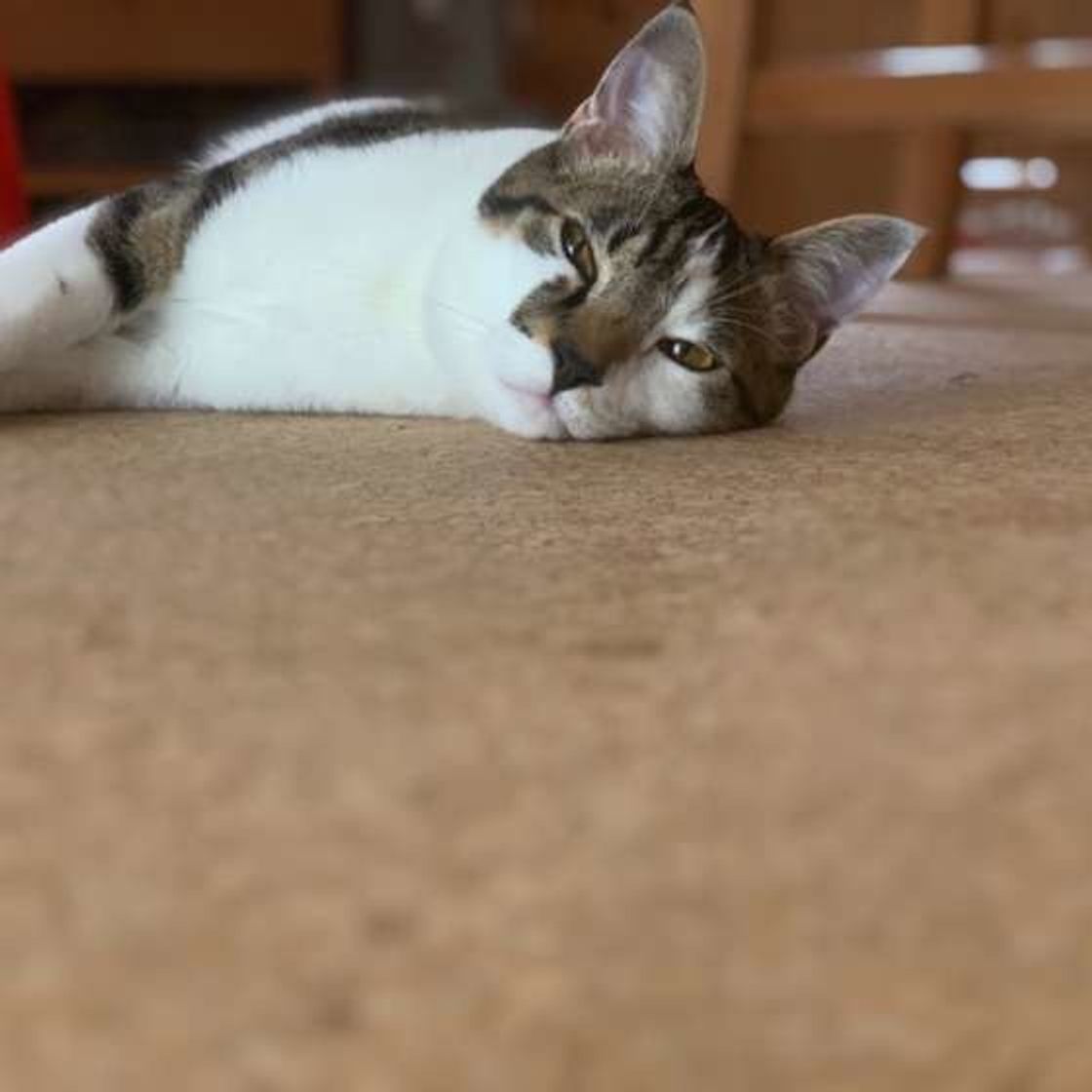 猫も寝落ちする 眠いとき に見せる3つのサイン ねこのきもちweb Magazine 猫も寝落ちする 眠いとき に見せる3つのサイン ねこのきもちweb Magazine