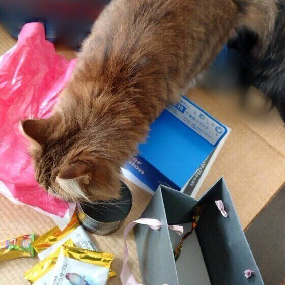 ノルウェージアンフォレストキャットのあみちゃん