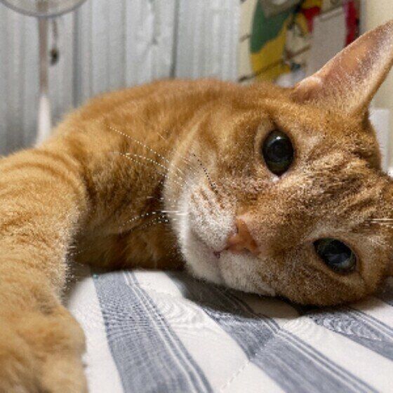 見つめる茶トラ