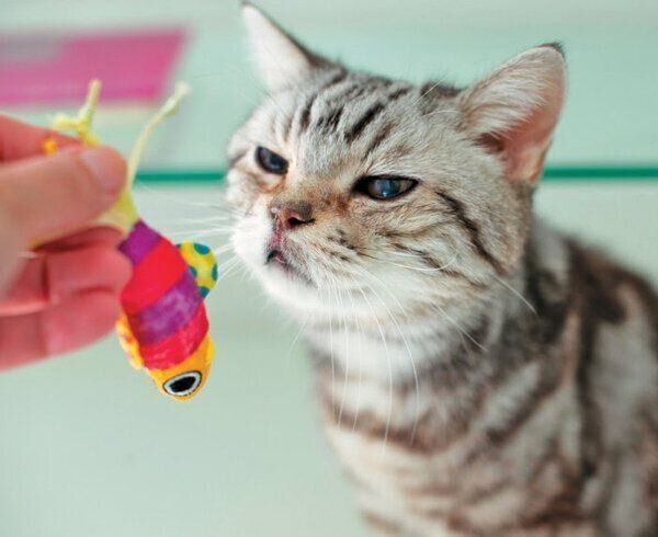 おもちゃを見つめる猫