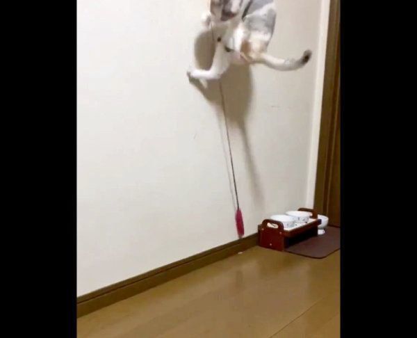 猫じゃらしで遊ぶふーちゃん