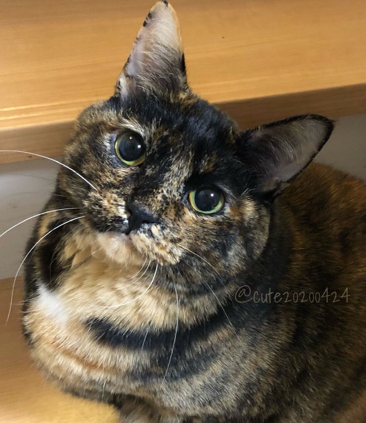 見つめるきゅーちゃん