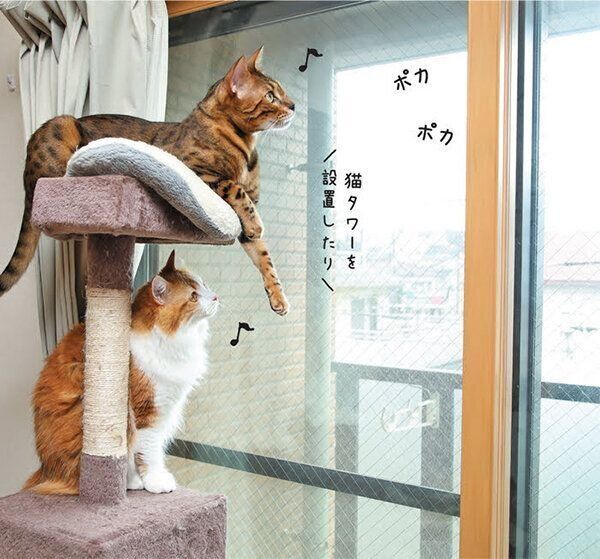 日向ぼっこする猫