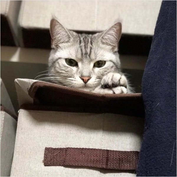 アメリカンショートヘアー