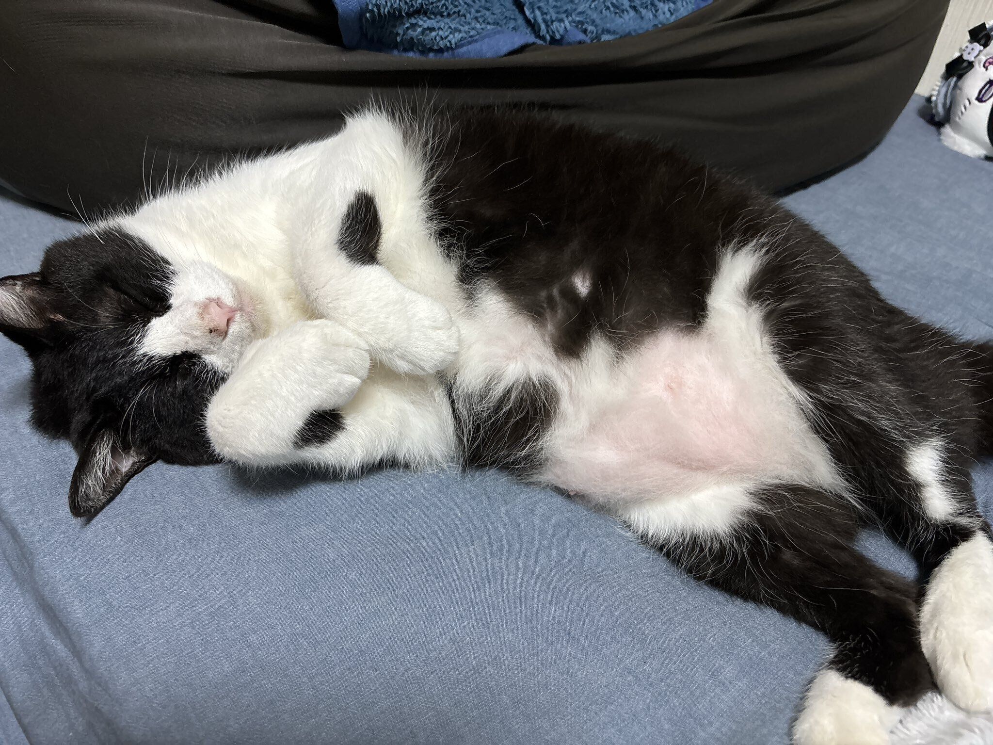 8才になったロキくん