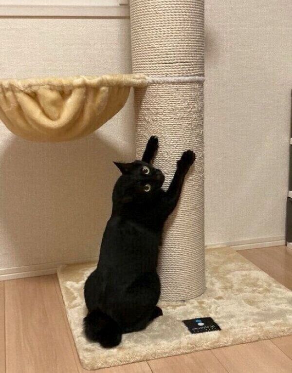 爪を研ぐあさりちゃん