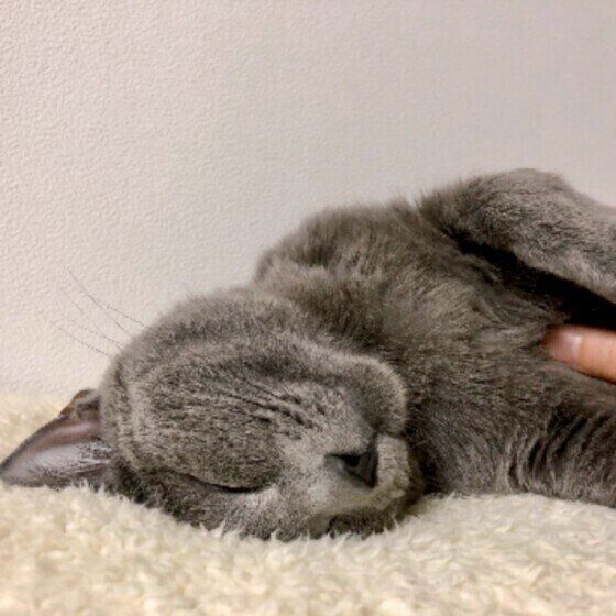 へそ天でなでられるロシアンブルー