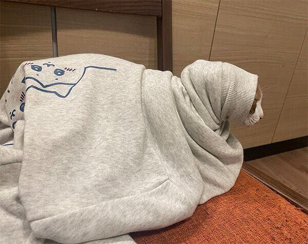スウェットの中に入るぽむちゃん